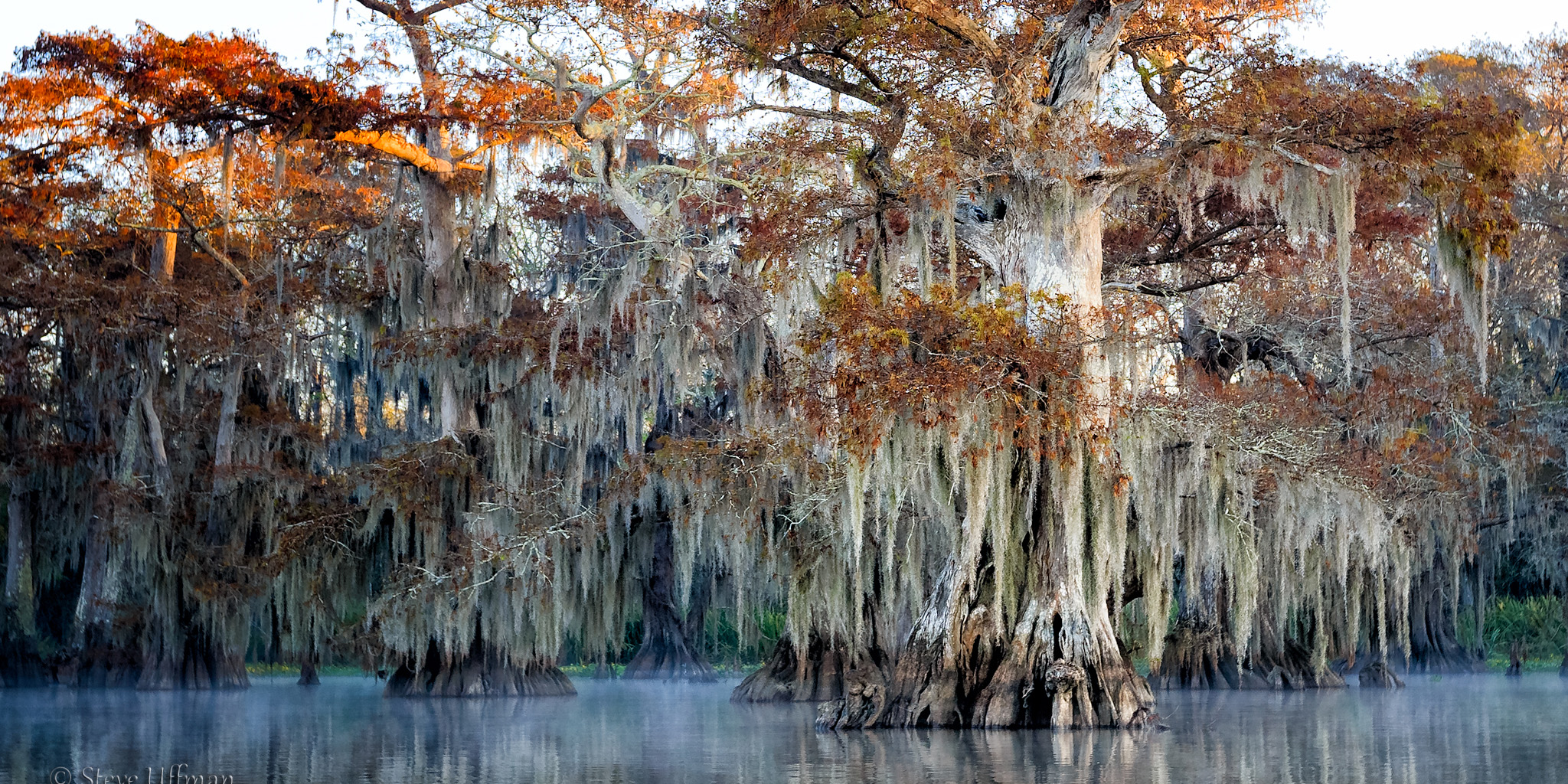 Photographic Master Class Swamp Tours In Louisiana